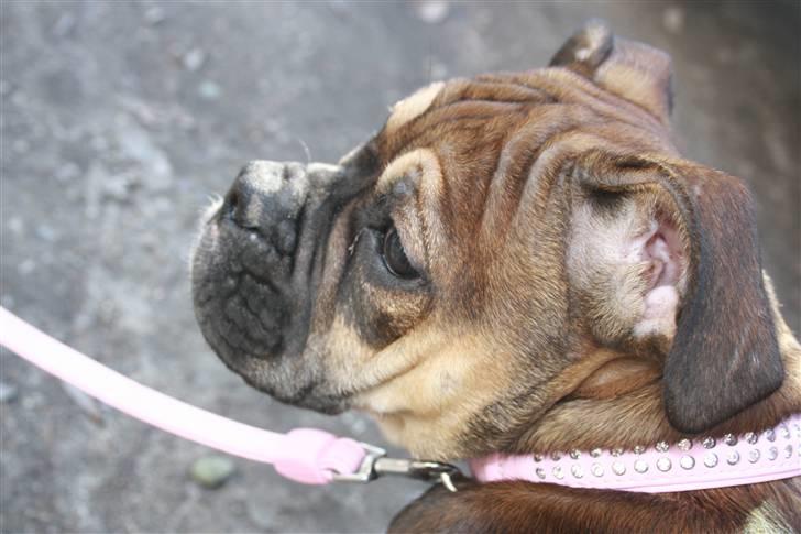 Olde english bulldogge Fenja billede 7