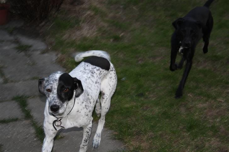 Blanding af racer Romy R.I.P billede 1