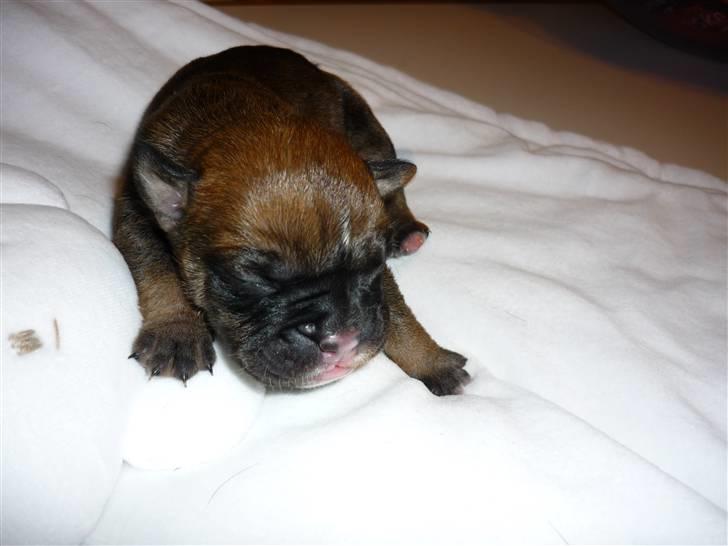 Olde english bulldogge Fenja billede 10