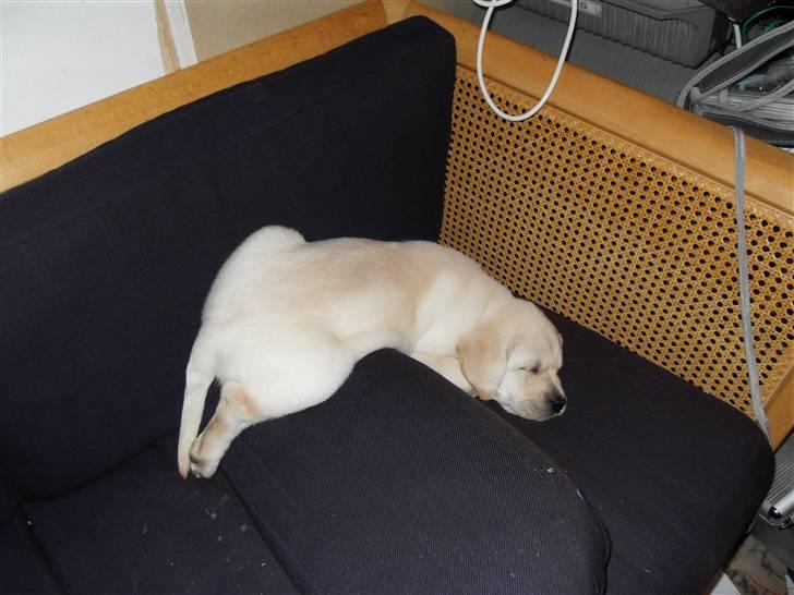 Blanding af racer Molly <3 billede 7