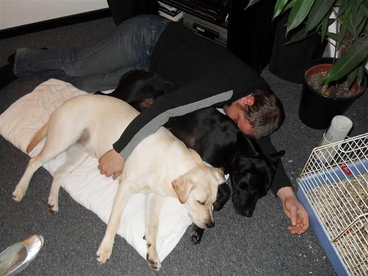 Blanding af racer Molly <3 billede 8