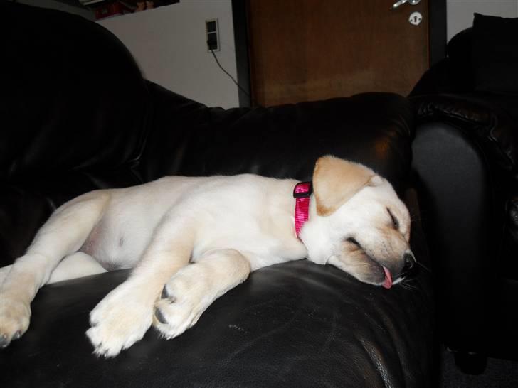 Blanding af racer Molly <3 billede 9