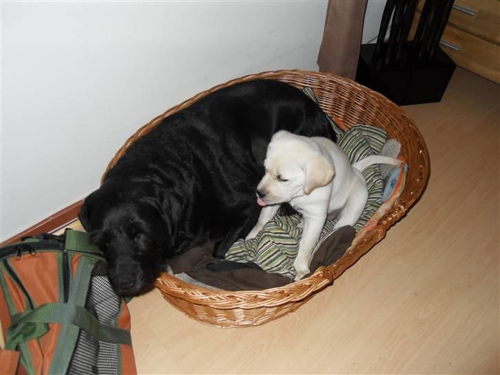 Blanding af racer Molly <3 - Rækker tunge af lady. :p billede 10