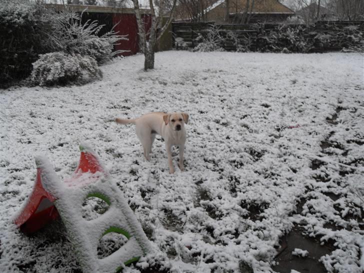 Blanding af racer Molly <3 billede 11