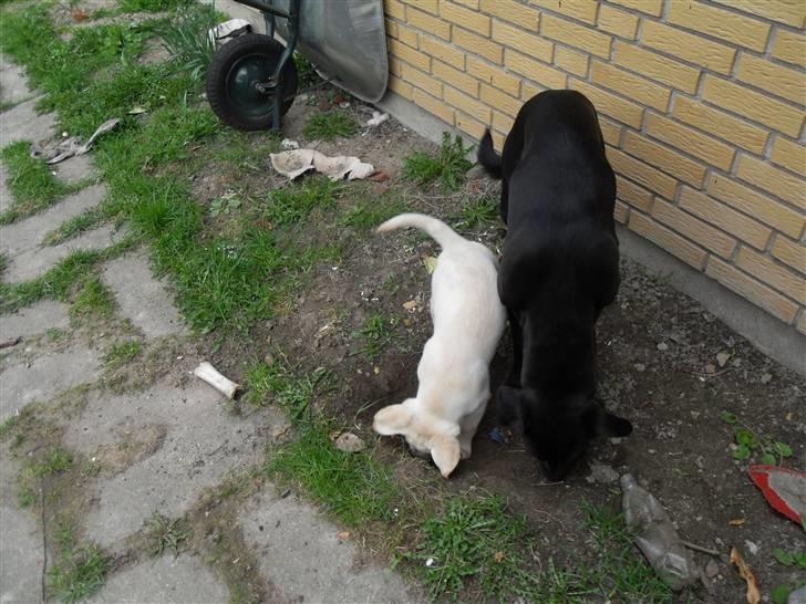 Blanding af racer Molly <3 billede 12