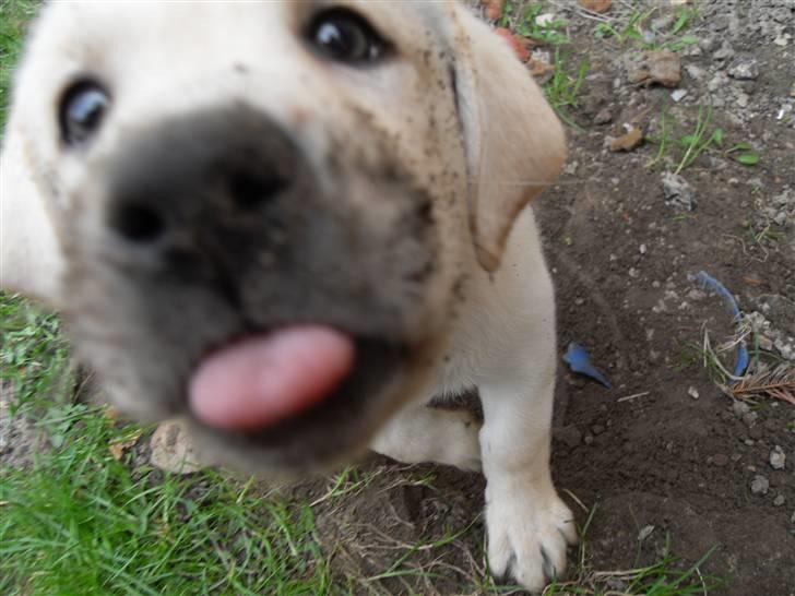 Blanding af racer Molly <3 - Kyyyyyys mig!  billede 13