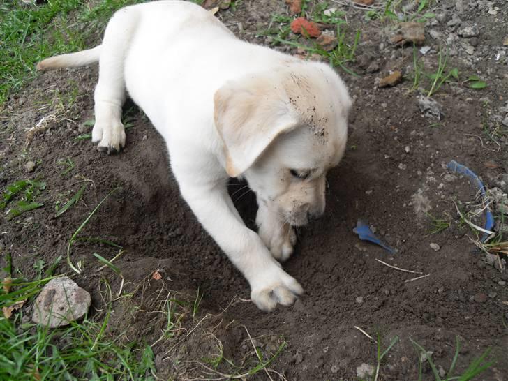 Blanding af racer Molly <3 billede 14