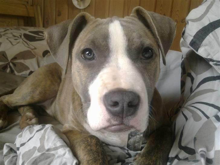 Amerikansk staffordshire terrier Bella billede 10