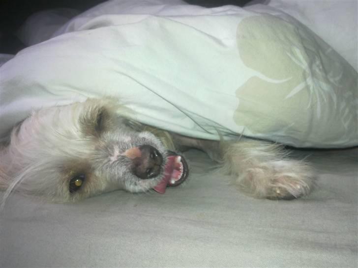 Chinese crested hårløs Lunse billede 13