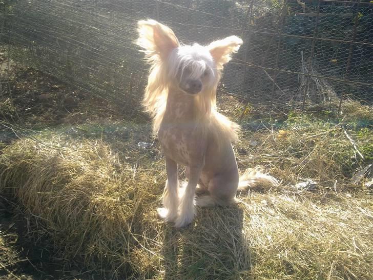 Chinese crested hårløs Lunse billede 14