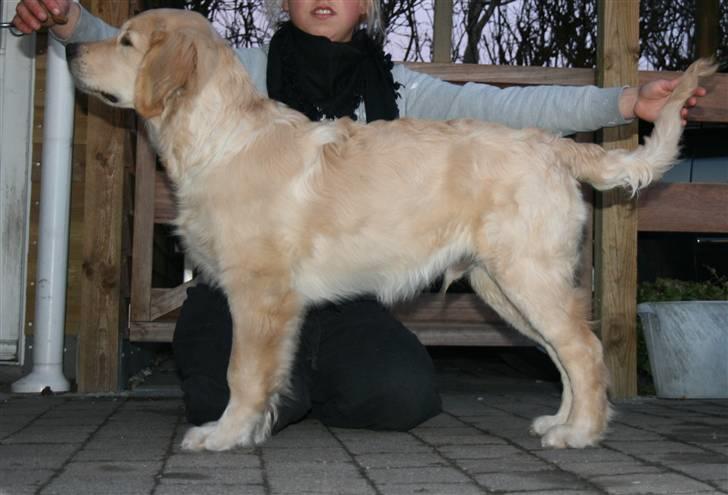 Golden retriever Basse(Mystic man) <3 - Basse 5 måneder over os i at stå fint :) billede 11