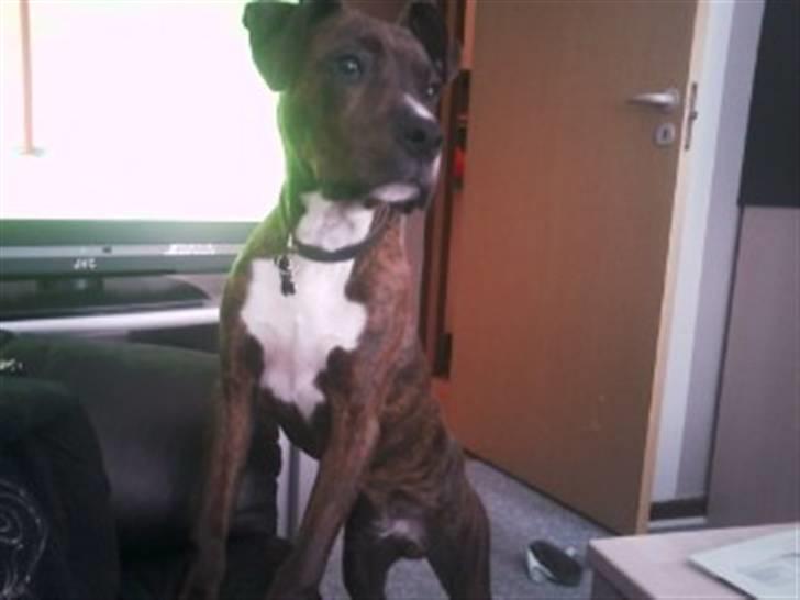 Blanding af racer Yatzy - solgt <3 billede 1