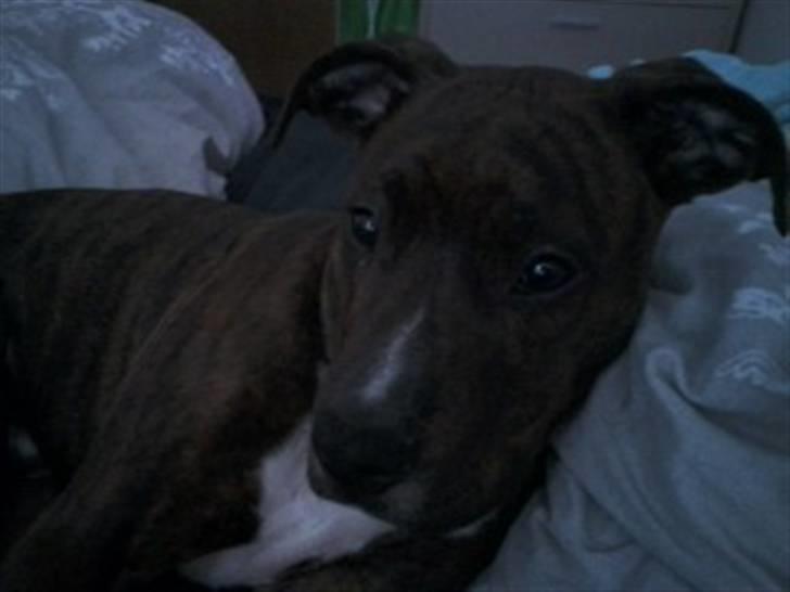 Blanding af racer Yatzy - solgt <3 billede 2