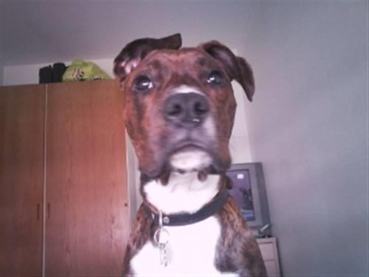 Blanding af racer Yatzy - solgt <3 billede 3