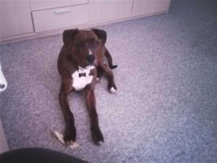 Blanding af racer Yatzy - solgt <3 billede 4