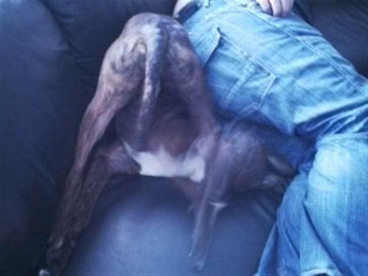 Blanding af racer Yatzy - solgt <3 - sådan går det når man forsøger at fange sit bagben i sofaen - så ender det med en kolbøtte billede 5