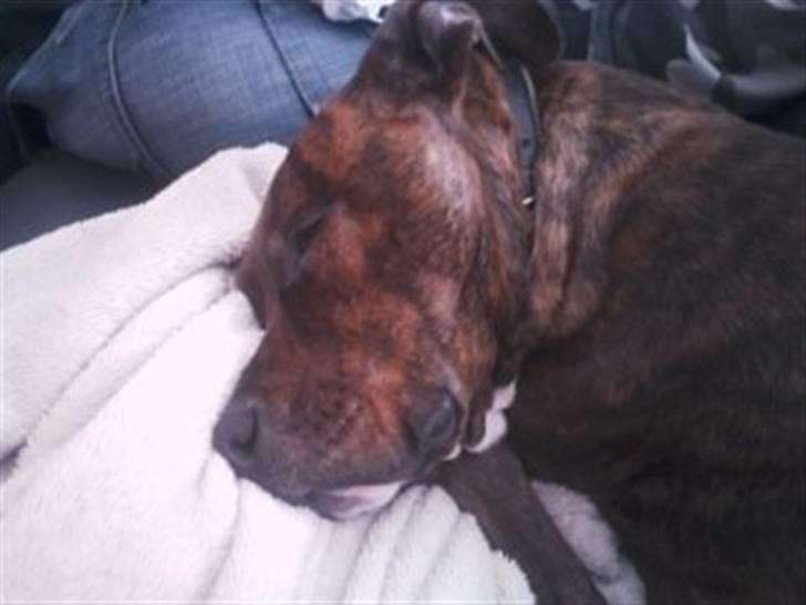 Blanding af racer Yatzy - solgt <3 billede 6