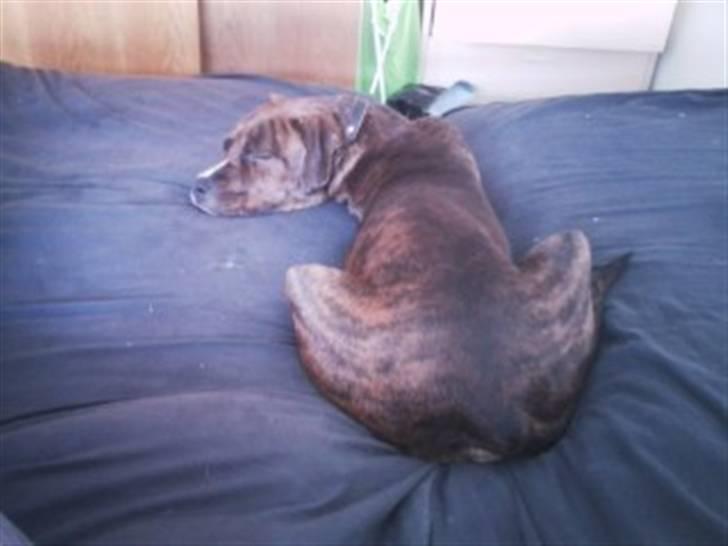 Blanding af racer Yatzy - solgt <3 billede 7