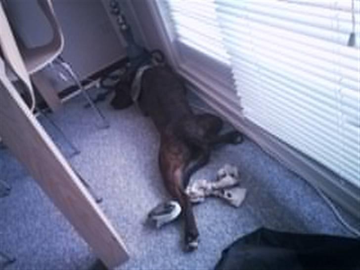 Blanding af racer Yatzy - solgt <3 - og sådan ender man med at ligge når man har leget med en tæve på 2½ år som er noget hurtigere :) billede 8