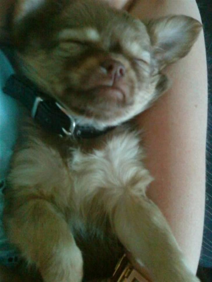 Chihuahua DONNA KARAN billede 1