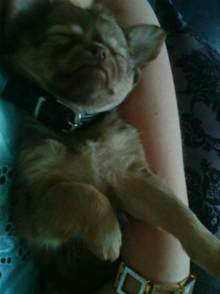 Chihuahua DONNA KARAN billede 2