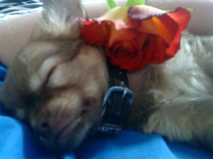 Chihuahua DONNA KARAN billede 3