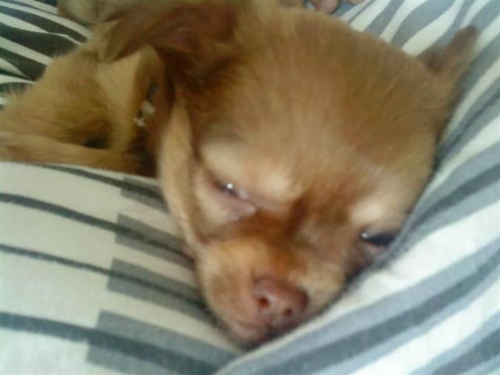 Chihuahua DONNA KARAN billede 4