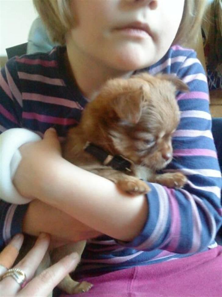 Chihuahua DONNA KARAN billede 5