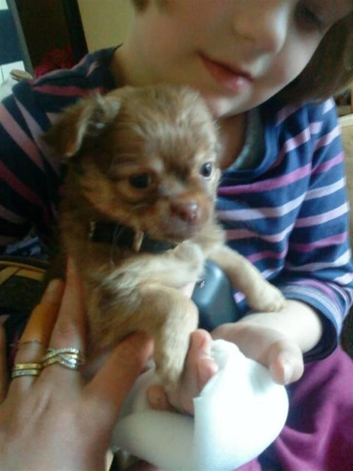 Chihuahua DONNA KARAN billede 6