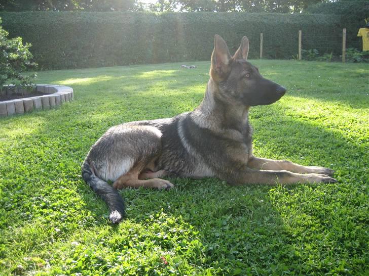 Schæferhund Kenai - :D billede 10