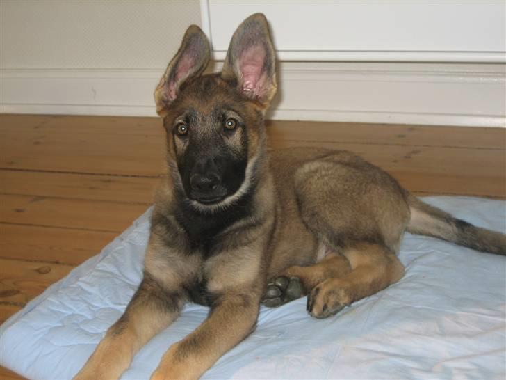 Schæferhund Kenai - Ligger fint på sit tæppe (; billede 11