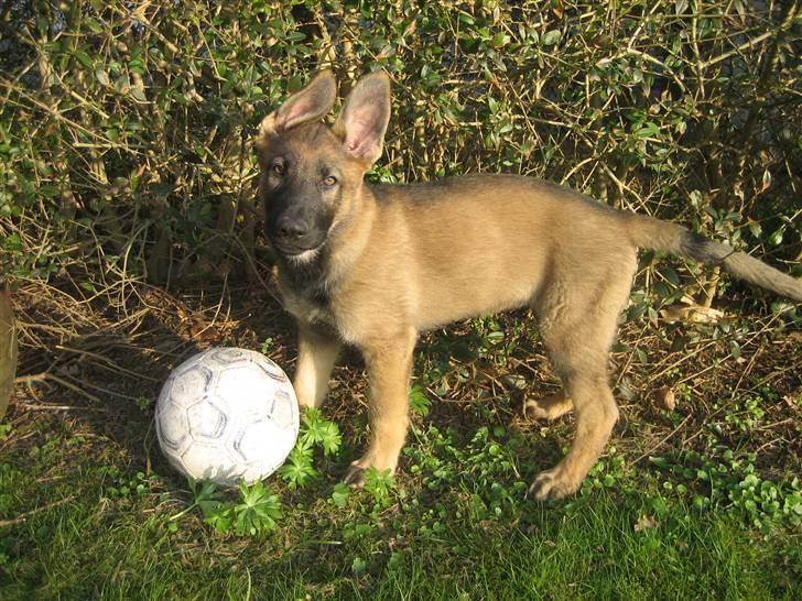 Schæferhund Kenai - Kenai der spiller lidt bold (; billede 12