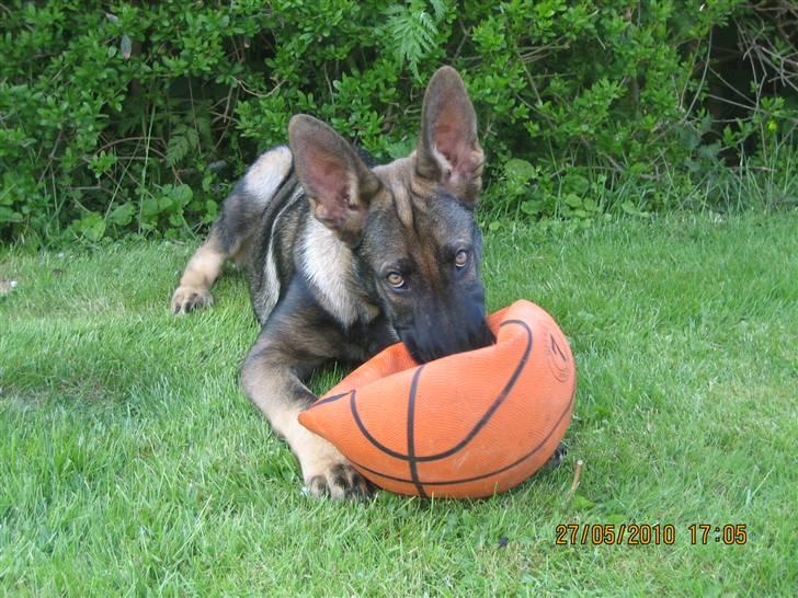 Schæferhund Kenai billede 13