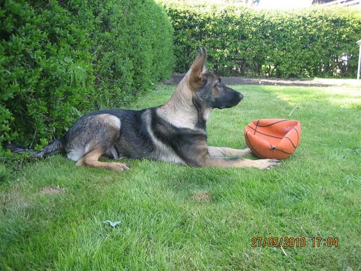 Schæferhund Kenai - Når man lige snupper den udendørs vandskål.. billede 14