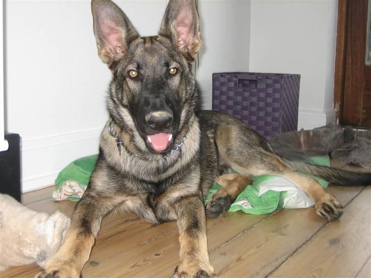 Schæferhund Kenai billede 15