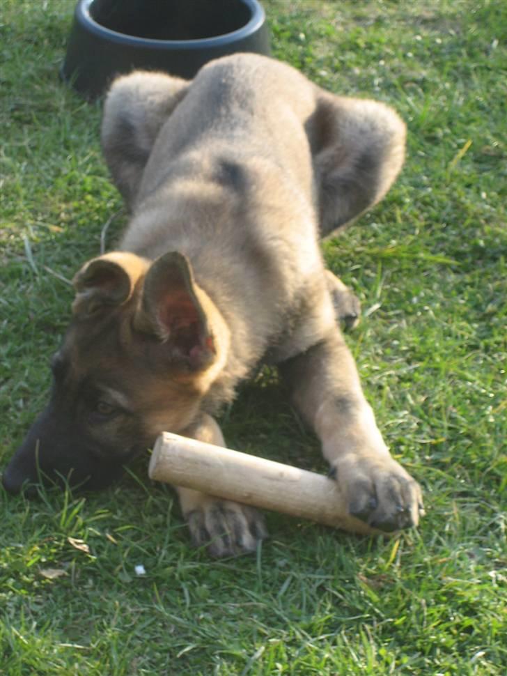 Schæferhund Kenai - Lille søde Kenai (: billede 16