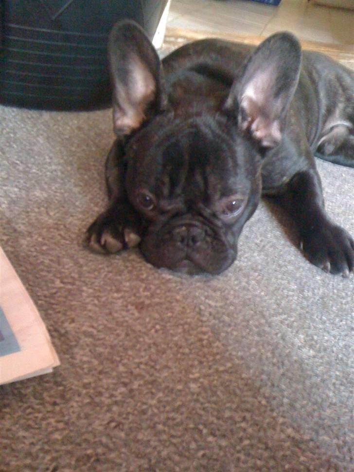 Fransk bulldog Boris RIP d 1/11 10 ): billede 14