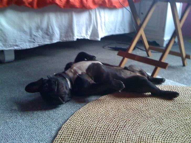 Fransk bulldog Boris RIP d 1/11 10 ): billede 16