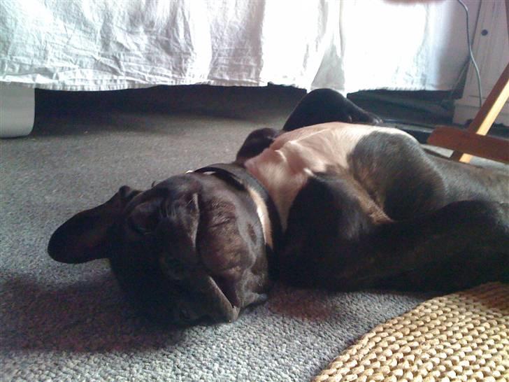 Fransk bulldog Boris RIP d 1/11 10 ): billede 17