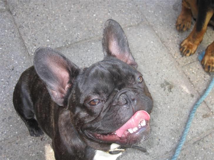 Fransk bulldog Boris RIP d 1/11 10 ): billede 18