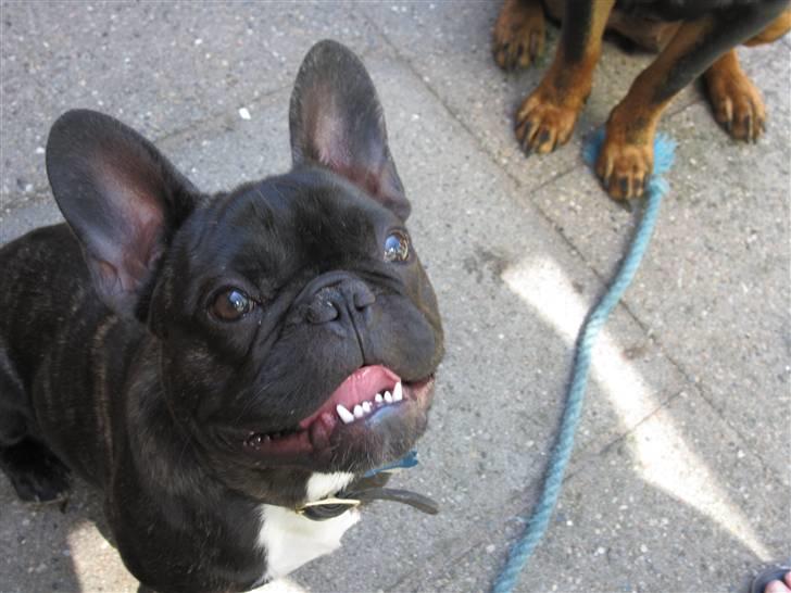 Fransk bulldog Boris RIP d 1/11 10 ): billede 19