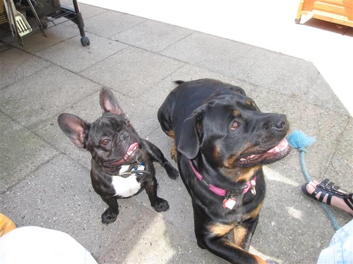 Fransk bulldog Boris RIP d 1/11 10 ): billede 20