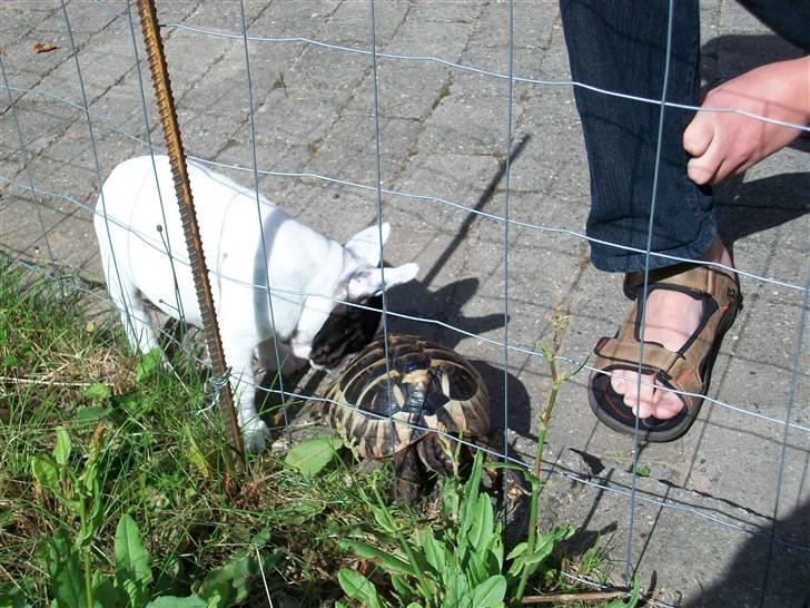 Fransk bulldog Aida billede 2