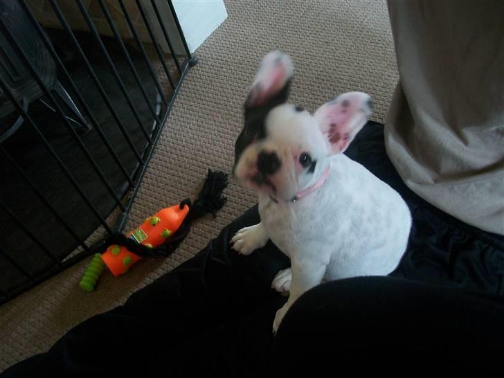 Fransk bulldog Aida billede 3