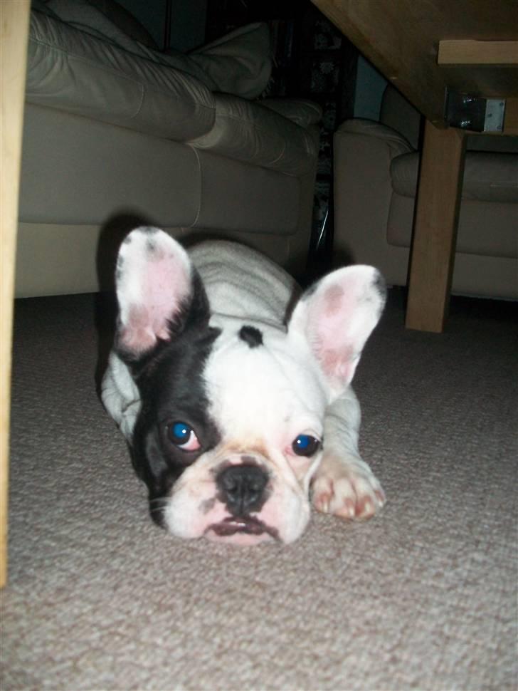 Fransk bulldog Aida billede 4