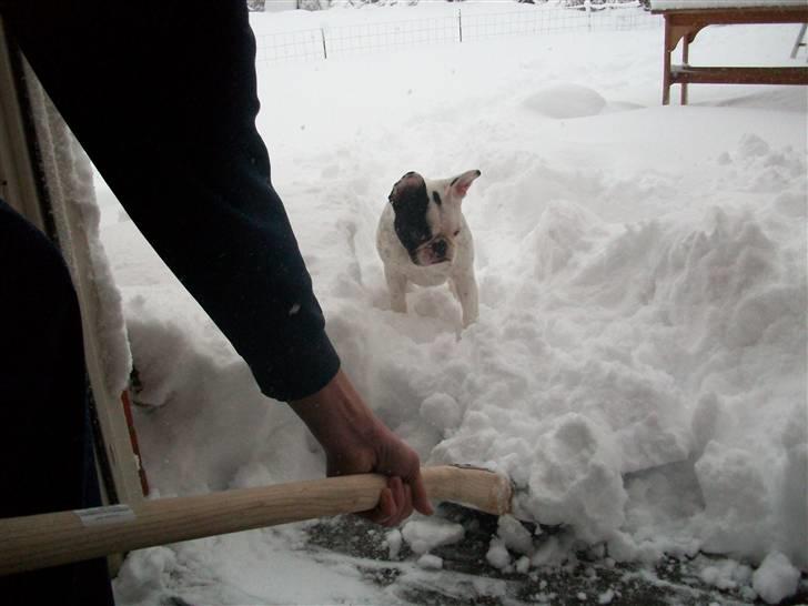 Fransk bulldog Aida billede 5