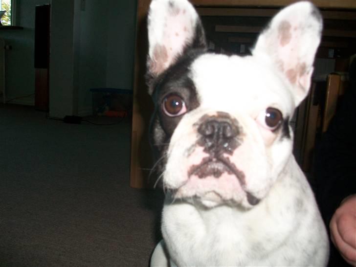 Fransk bulldog Aida billede 6