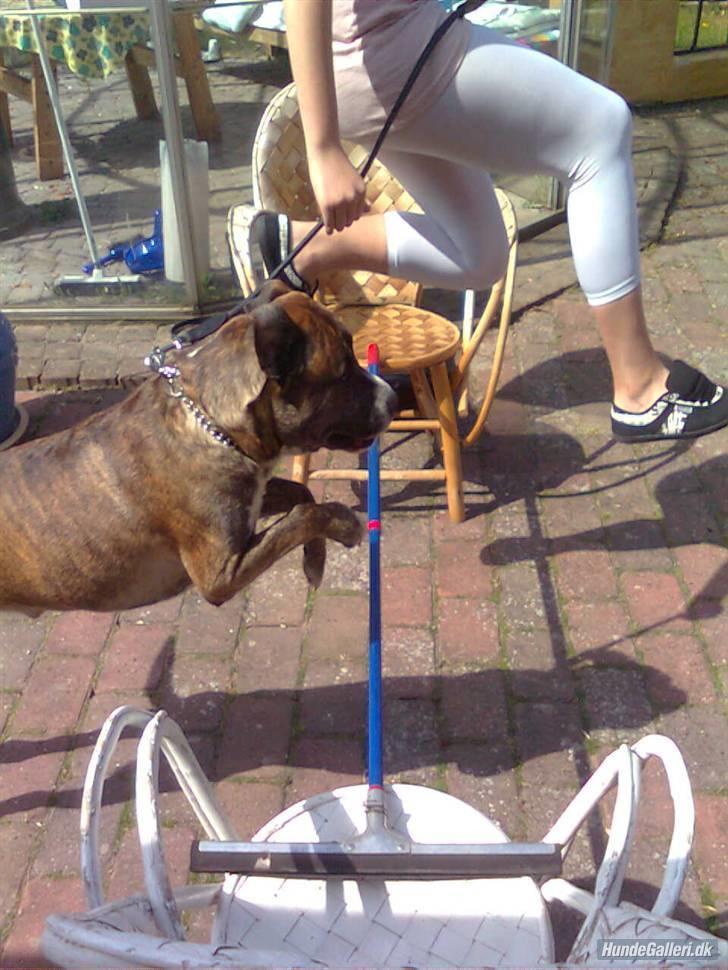 Blanding af racer Charlie R.I.P billede 10