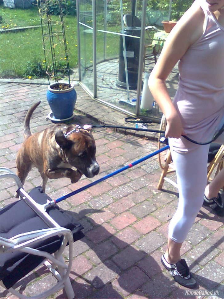 Blanding af racer Charlie R.I.P billede 11