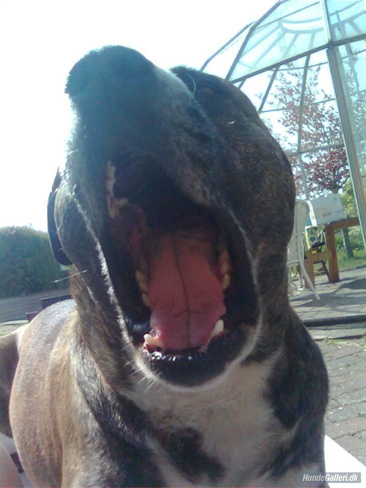 Blanding af racer Charlie R.I.P billede 14